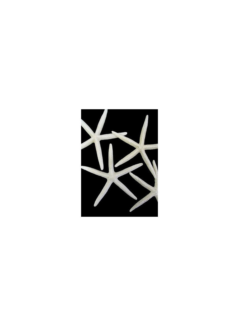White Finger Starfish Decor Jamali-garden