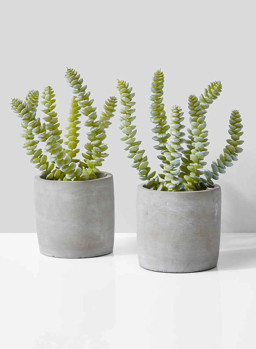 9.5in Tall String Of Buttons Succulent In Grey Cement Pot Decor Jamali-garden