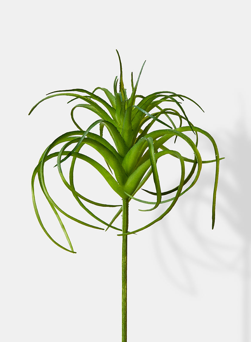 5in Long Tillandsia Decor Jamali-garden