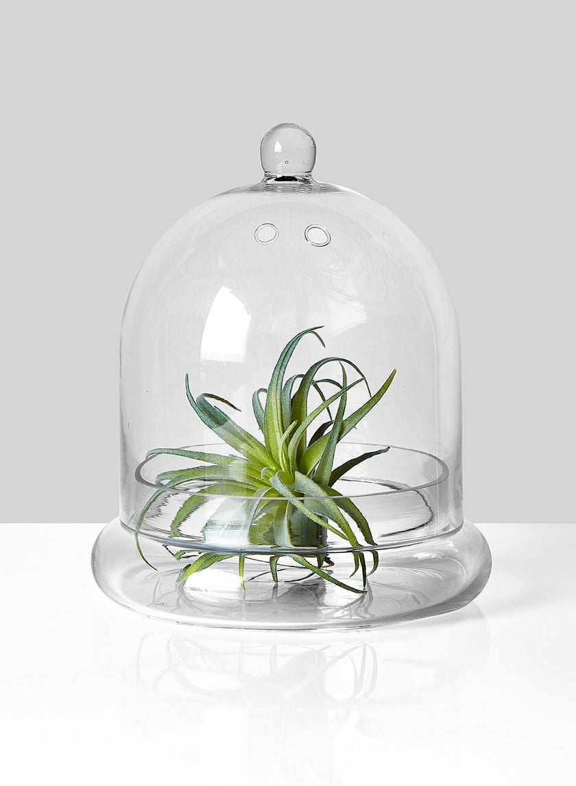 9.5in Tall Glass Terrarium Decor Jamali-garden
