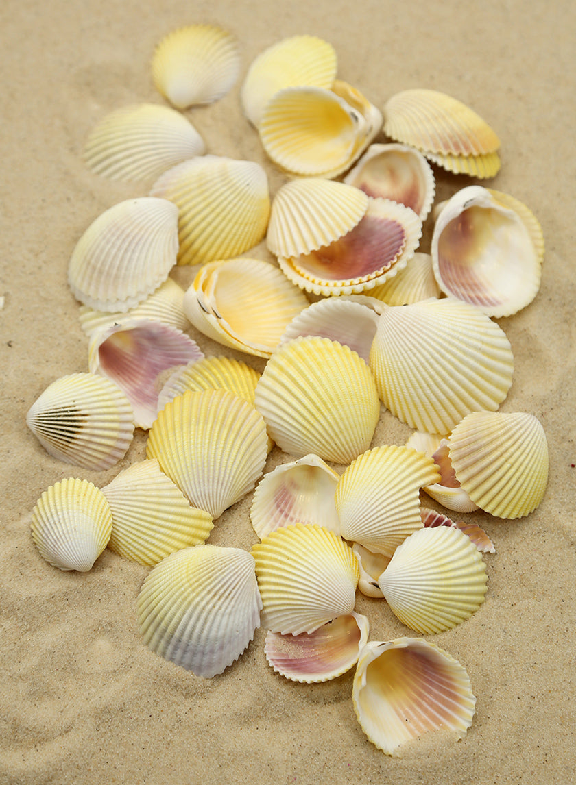 White Cockles Decor Jamali-garden