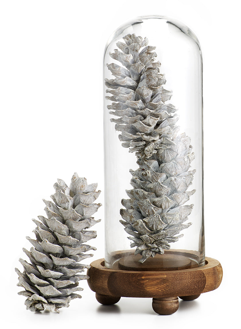 5in / 5.5in Long White-Washed Pinecones Decor Jamali-garden