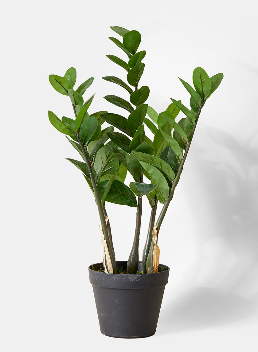 24in Tall Zanzibar Gem Plant In Pot Decor Jamali-garden